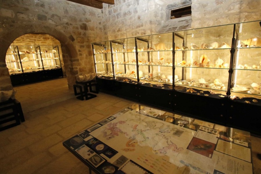 malakološki muzej iznutra